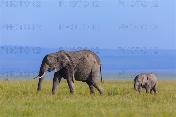 African elephants (Loxodonta africana)