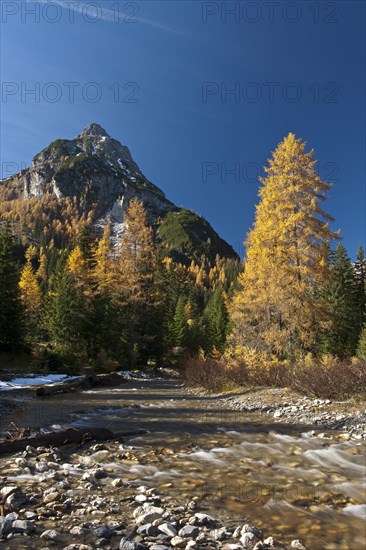 Larch trees in autumn on mountain stream