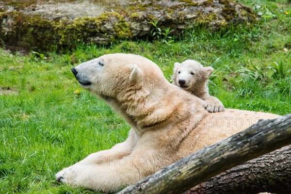 Polar Bears (Ursus maritimus)