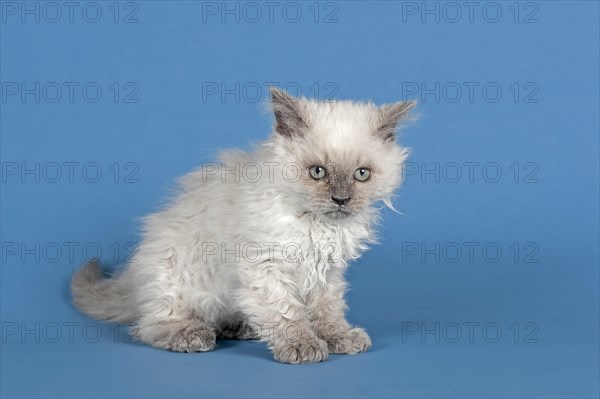 Selkirk Rex kitten