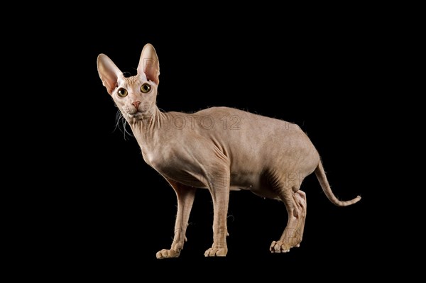 Peterbald cat