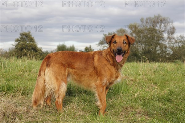 Collie Podenco mix