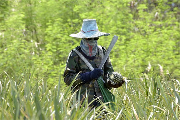 Man cutting a pineapple on a plantation