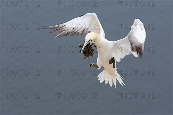 Northern Gannet (Morus bassanus)