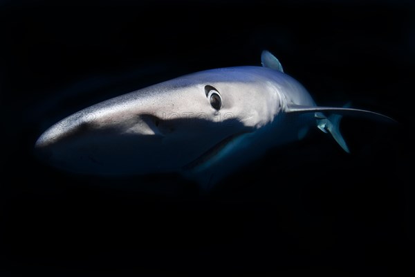 Blue shark (Prionace glauca)