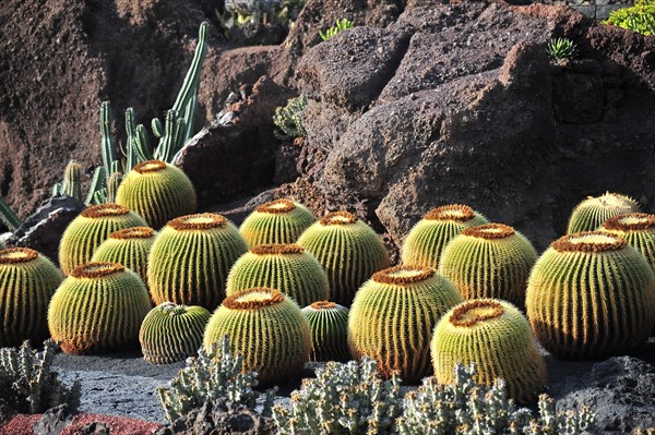 Giant Barrel Cactuses (Echinocactus platyacanthus) in the Jardin de Cactus