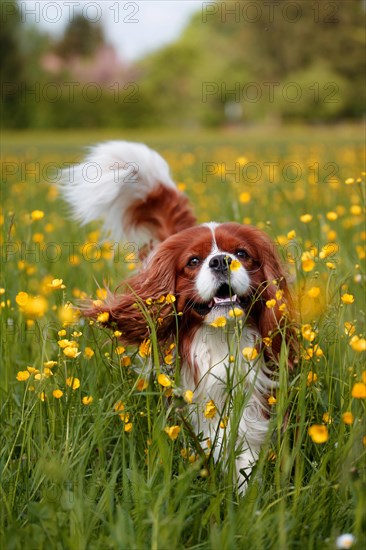 Cavalier King Charles Spaniel running through a field of flowers