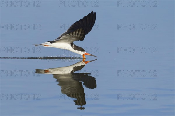 Black Skimmer (Rynchops niger)