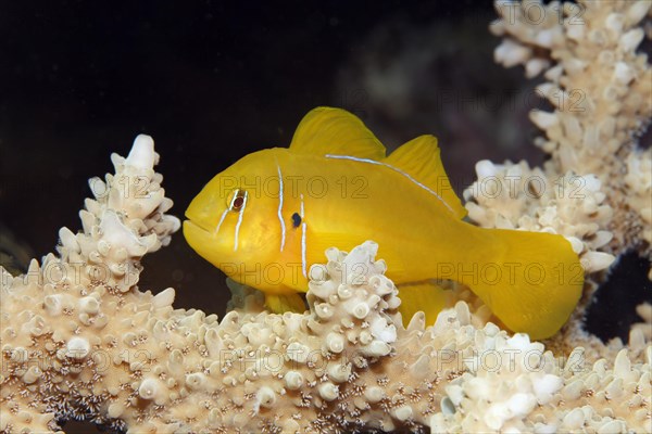 Poison Goby (Gobiodon citrinus) on Agropora Coral (Agropora sp.)