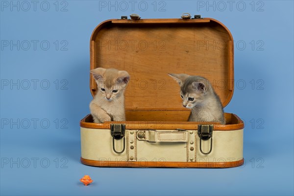 Two Abyssinian kittens