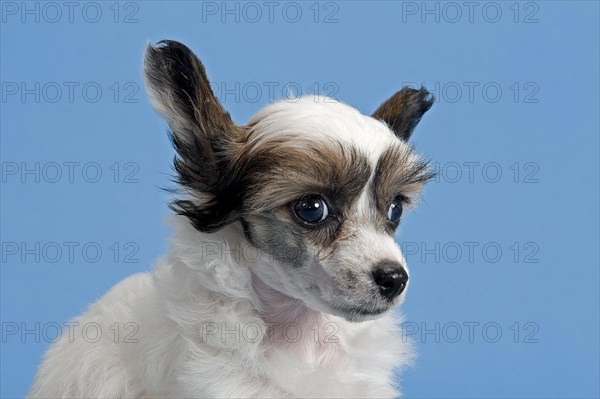 Chinese Crested Dog