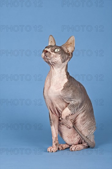 Canadian Sphynx cat