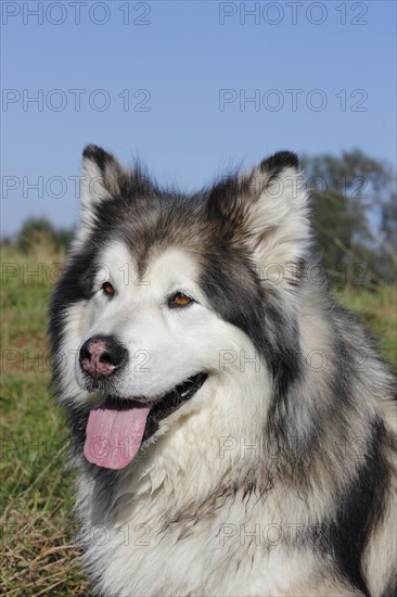 Alaskan Malamute