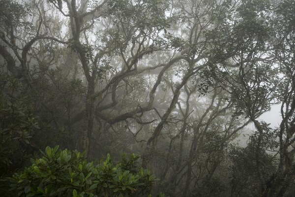 Cloud forest