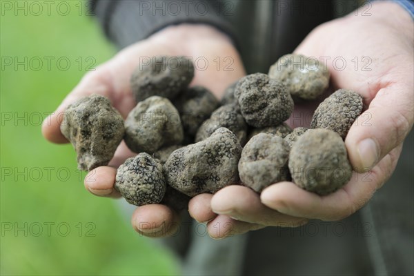 Truffle hunter with a handful of black truffles