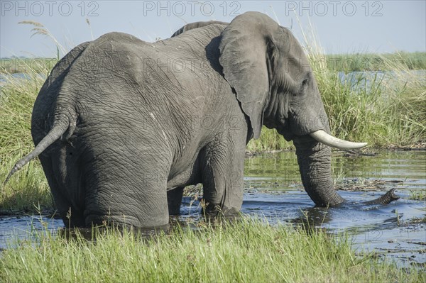 African Elephant (Loxodonta africana)