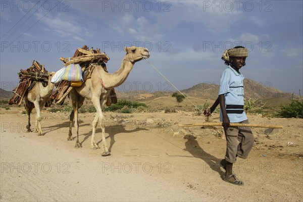 Boy and camels loaded with firewood walking through Keren