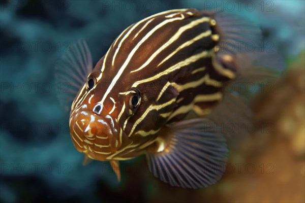 Goldenstriped soapfish (Grammistes sexlineatus)