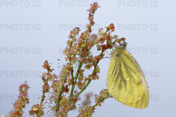 Green veined White (Pieris napi) on Common Sorrel (Rumex acetosa)