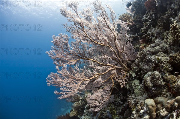 Red Giant Fan Coral (Melithaea sp.)