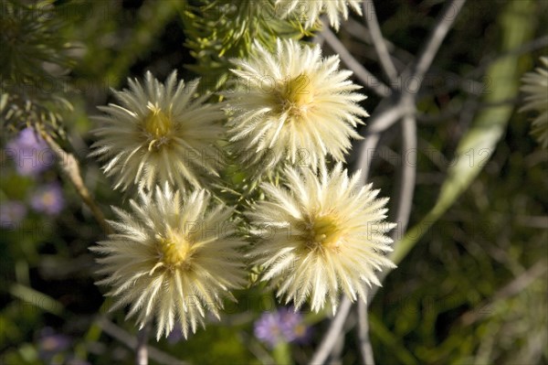 Featherhead (Phylica pubescens)