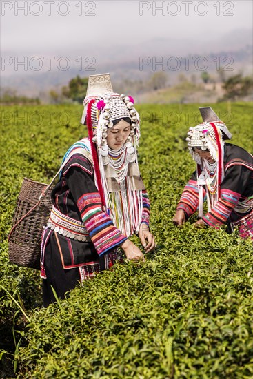 Akha hill tribe women picking tea