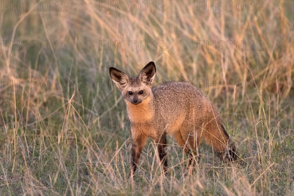 Bat-eared Fox (Otocyon megalotis) adult