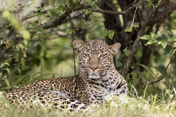 African Leopard (Panthera pardus pardus) adult