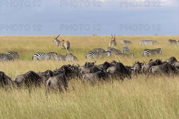 Herd of Blue Wildebeests (Connochaetes taurinus albojubatus)