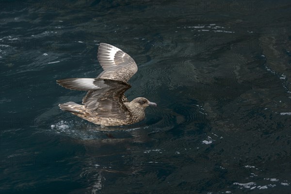 Great Skua (Stercorarius skua) adult