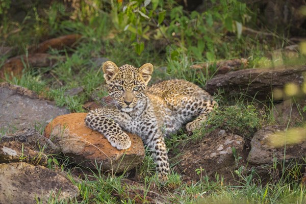 Leopard (Panthera pardus) cub