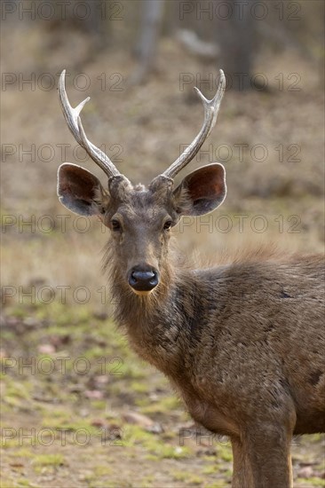 Sambar (Rusa unicolor)