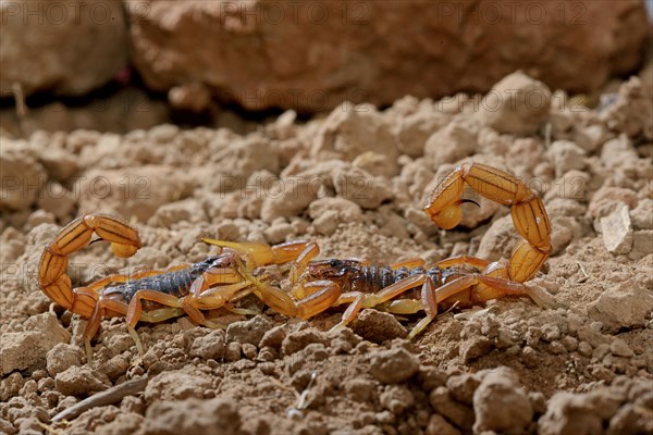 Moroccan scorpion (Buthus mardochei)