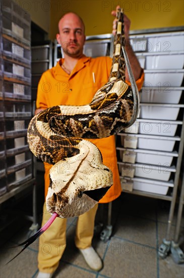 West african gaboon viper (Bitis rhinoceros)