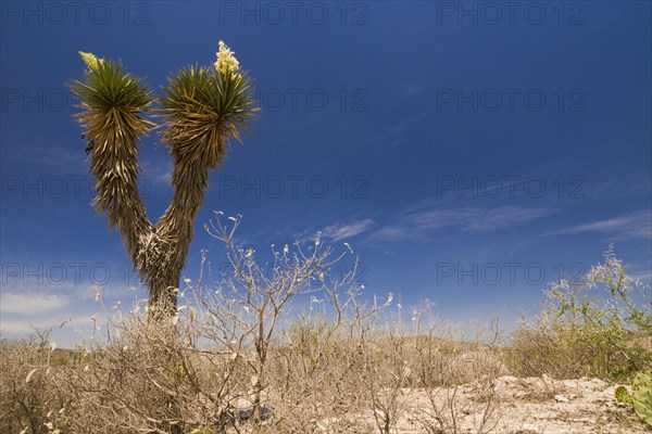 Bioconvex Denticulate Leaf-Yucca (Yucca queretaroensis)