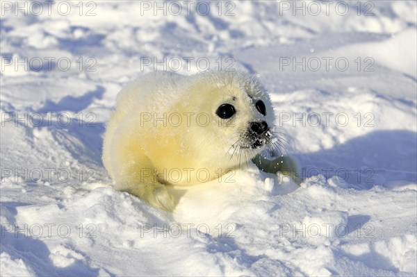 Harp Seal or Saddleback Seal (Pagophilus groenlandicus