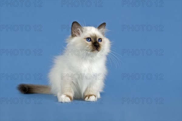 Birman Cat