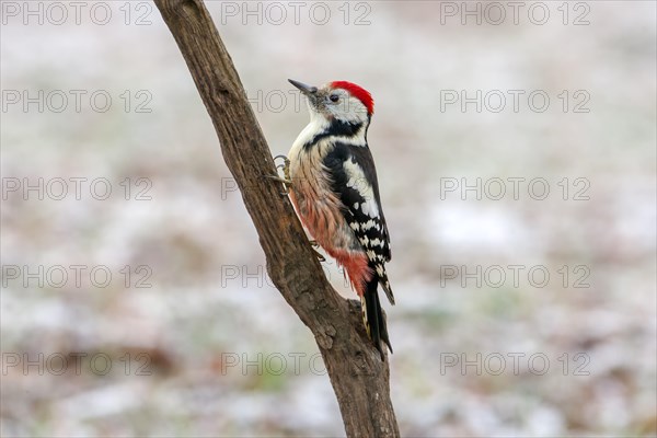 Middle Spotted Woodpecker (Dendrocopos medius)