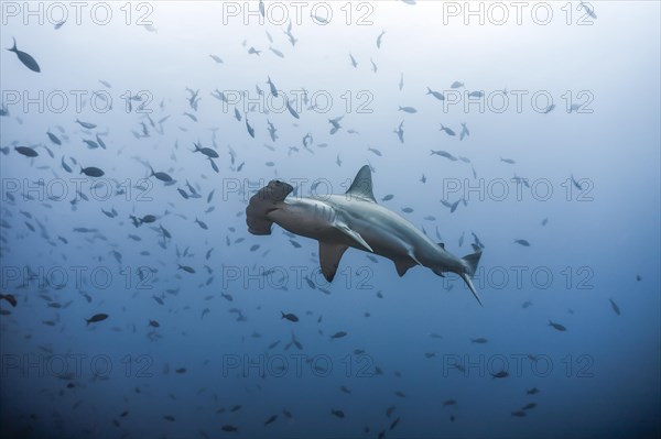 Scalloped Hammerhead (Sphyrna lewini)