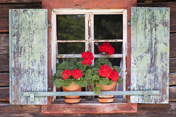 Window with geraniums