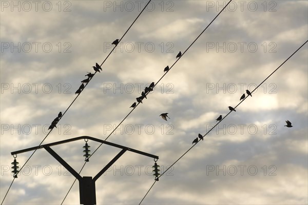 Birds on a telephone pole wire