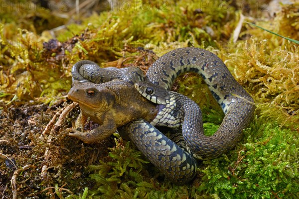 Barred grass snake (Natrix helvetica)