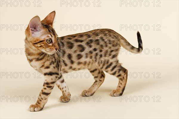 Bengal cat