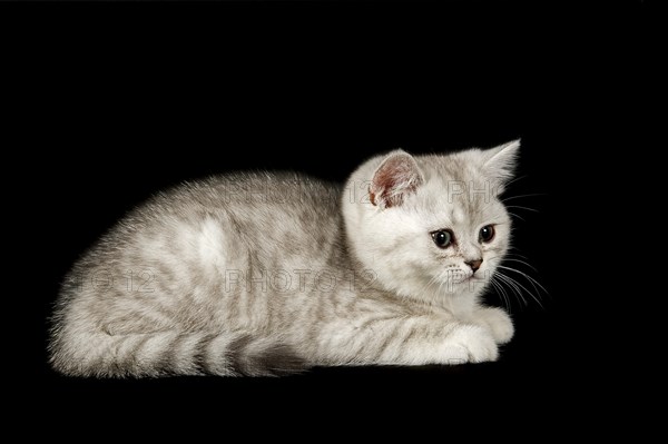 Selkirk Rex cat