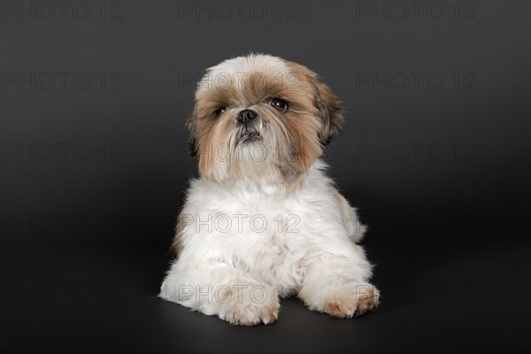 Shih Tzu