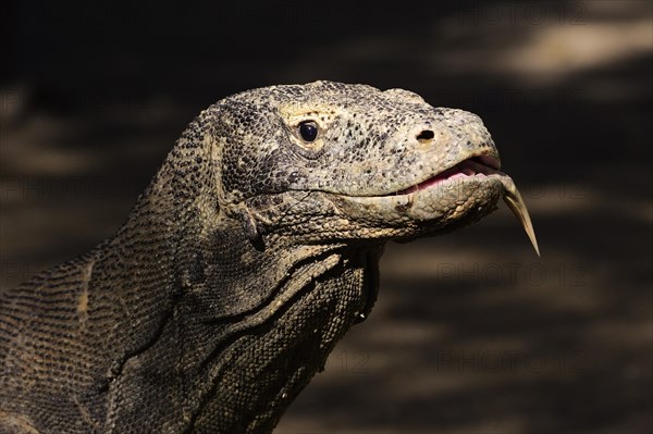 Komodo dragon (Varanus komodoensis)