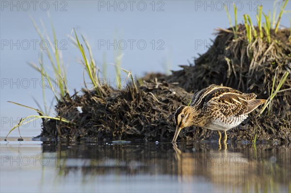 Common Snipe (Gallinago gallinago)