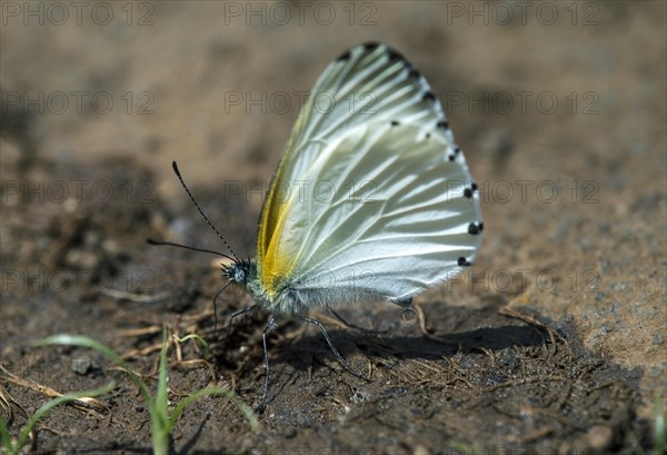 Mylothris-species butterfly (Mylothris sp) drinking mineral-containing fluid from the muddy ground at an altitude of 2200m