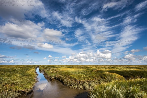 Tidal creek in the salt marshes