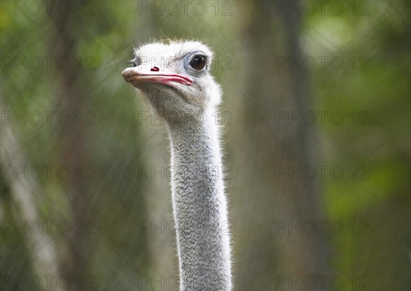 Common Ostrich (Struthio camelus)